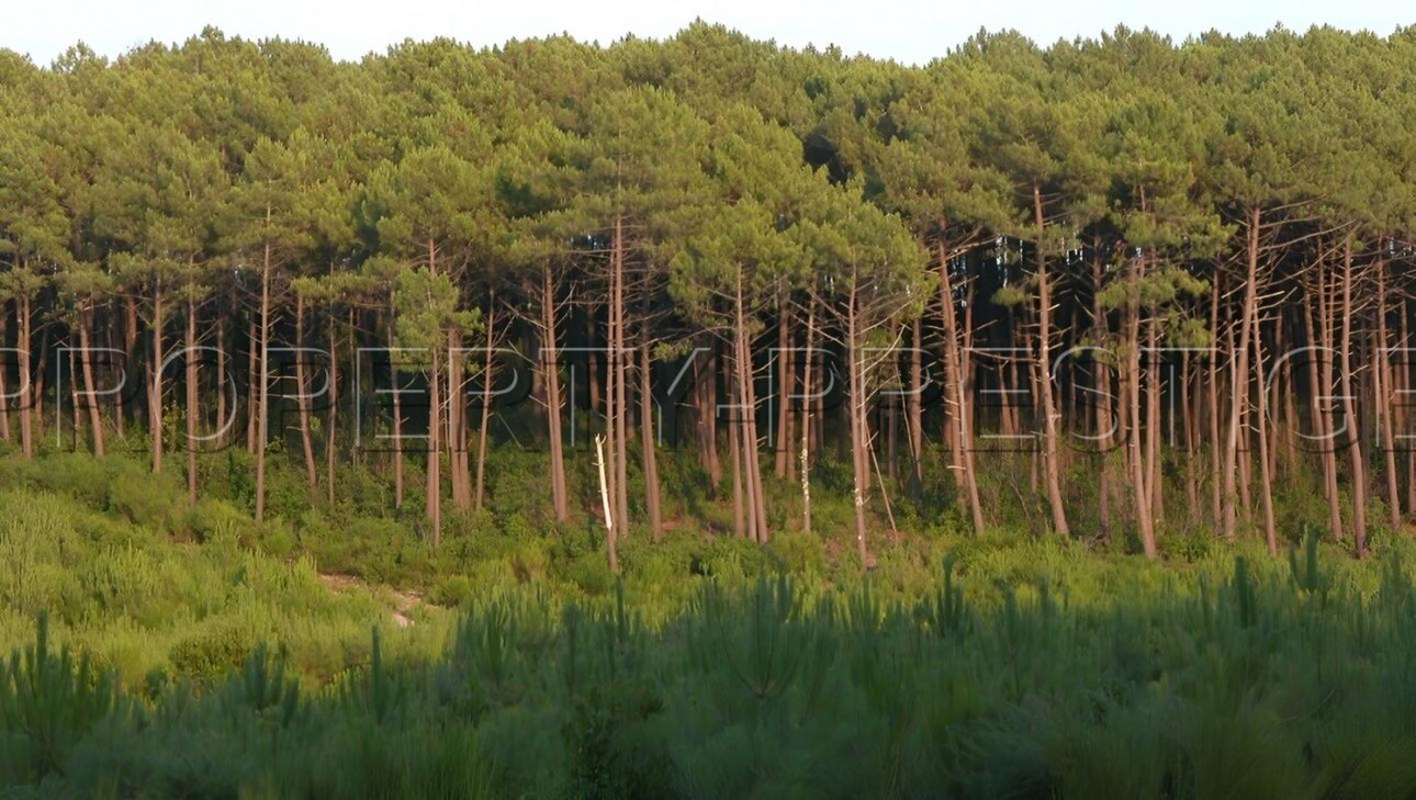 Photos 2 - Forest - LANDES EXPLOITATION FORESTIERE 86 HA