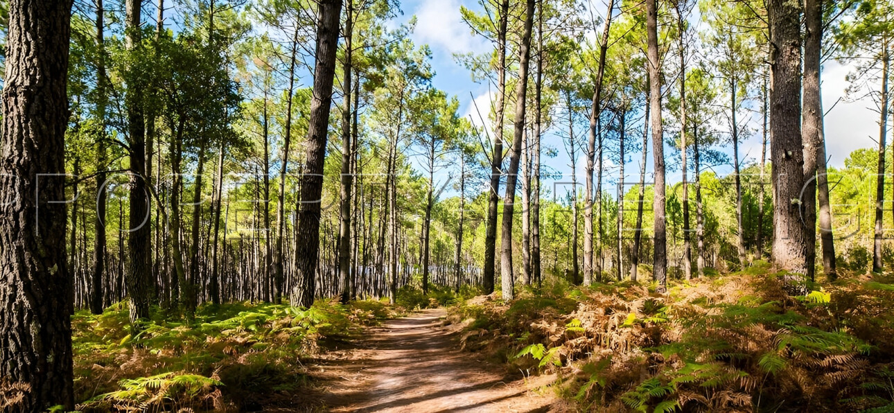 Photos 3 - Forest - LANDES EXPLOITATION FORESTIERE 86 HA