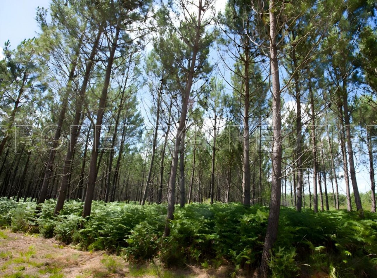 Photos 4 - Forestière - LANDES EXPLOITATION FORESTIERE 86 HA