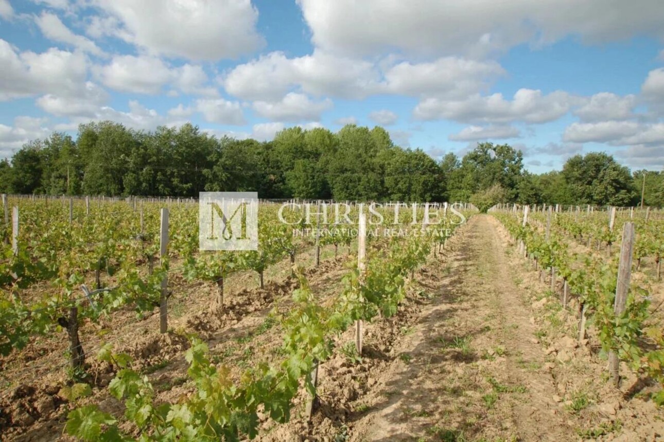 Photos 10 - Prestigious - For sale character vineyard estate of 28 ha in one block