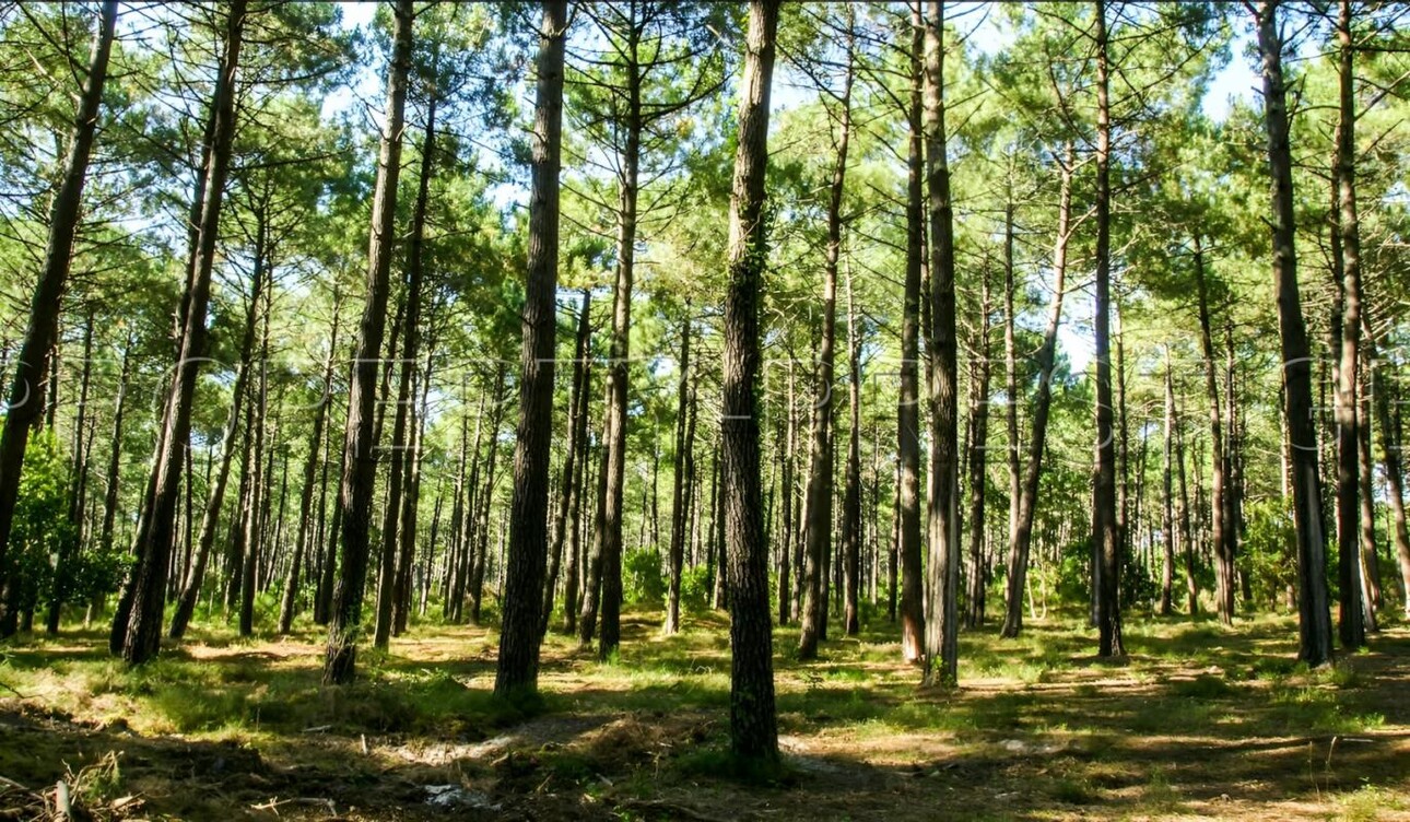 Photos 2 - Forest - GIRONDE FORET D'INVESTISSEMENT 77 HA