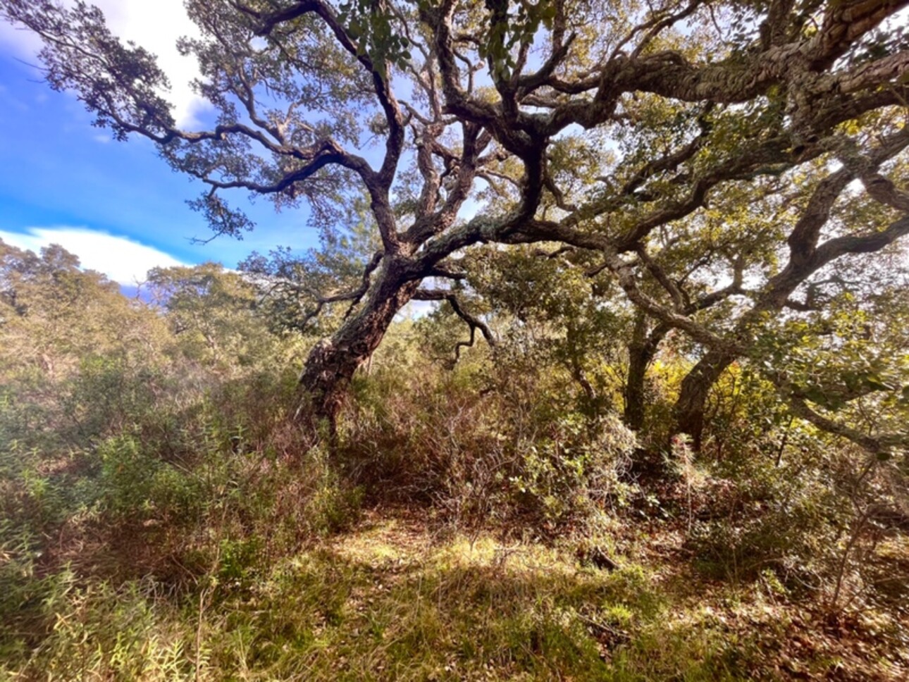 Photos 1 - Foncière - À Vendre : Terrain Boisé de 4610m2 - Hauteurs Bastia