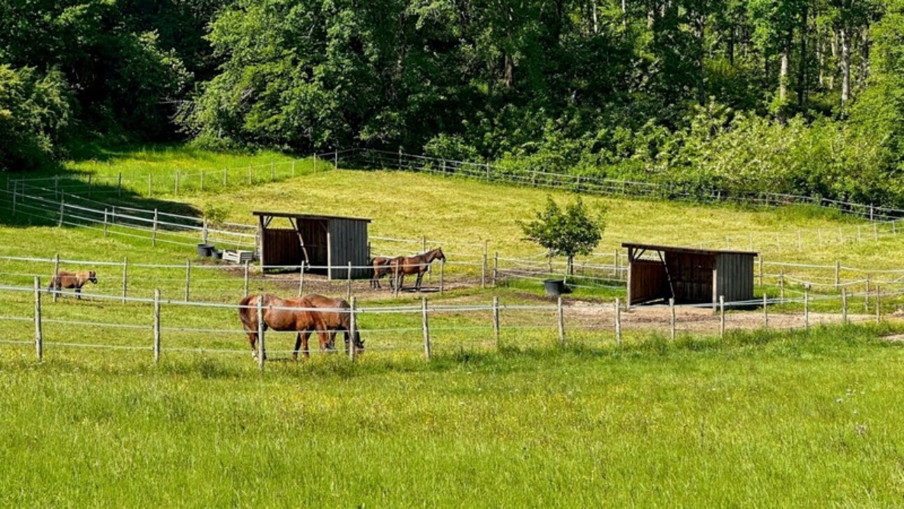 Photos 37 - Equestrian - Dpt Dordogne (24), for sale BERGERAC property P7 - land of 87,000 m2