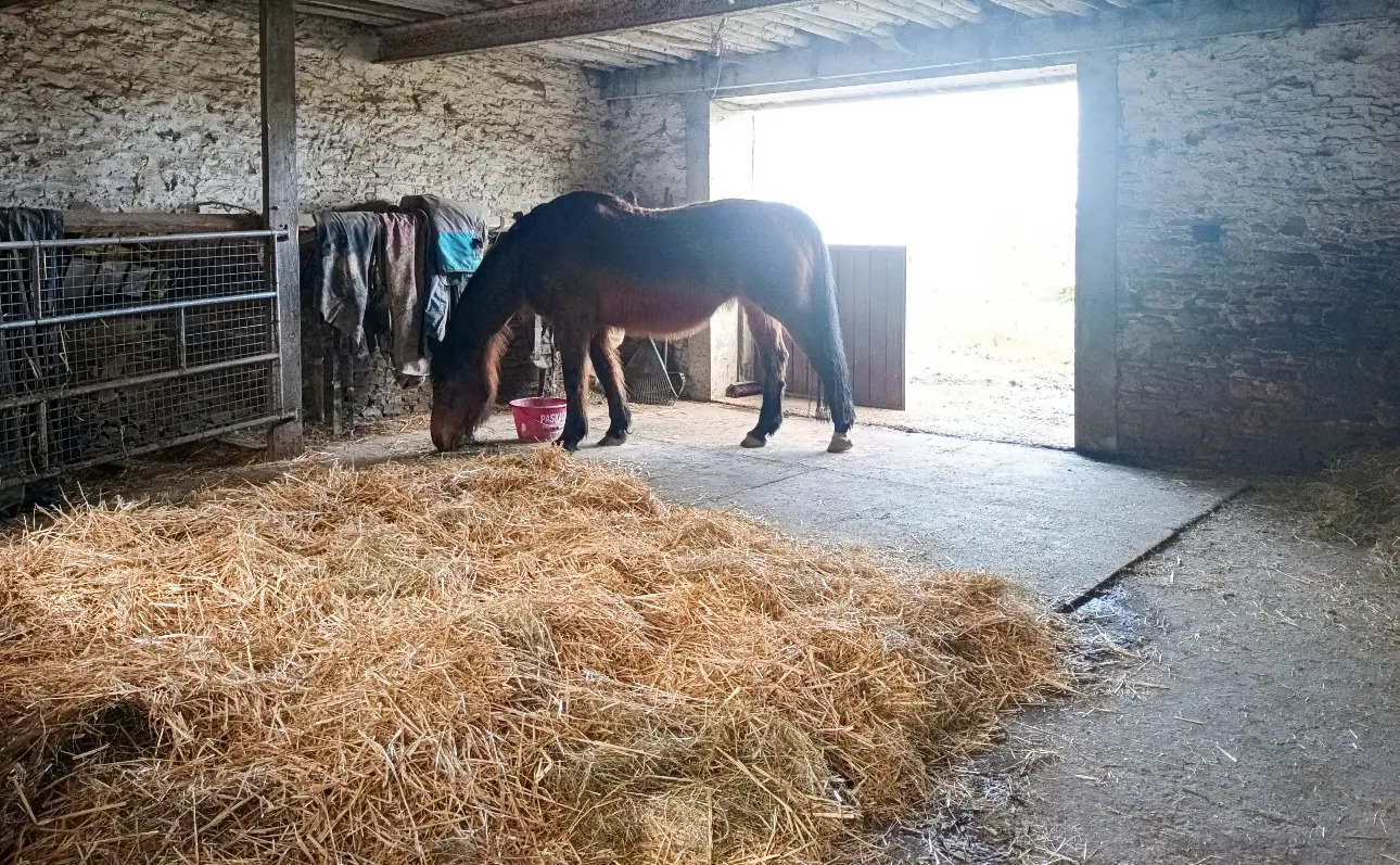 Photos 9 - Equestrian - SOUS OFFRE Ancien corps de ferme idéal sur 4.95ha pour activité touristique et-ou équestre.