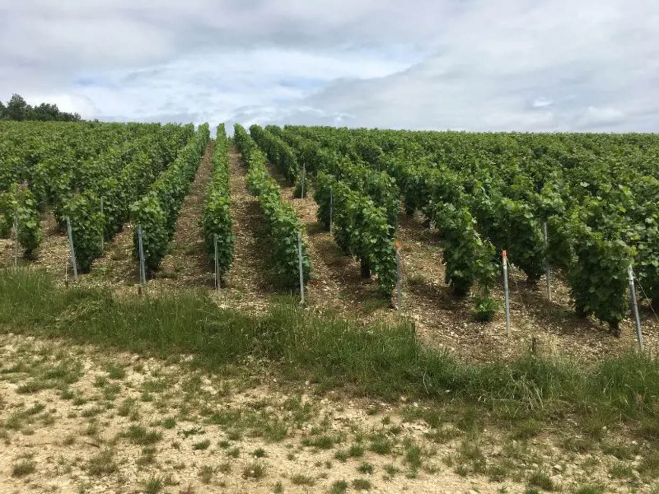 Photos 1 - Vineyard - PIERRY Premier CRU Vine