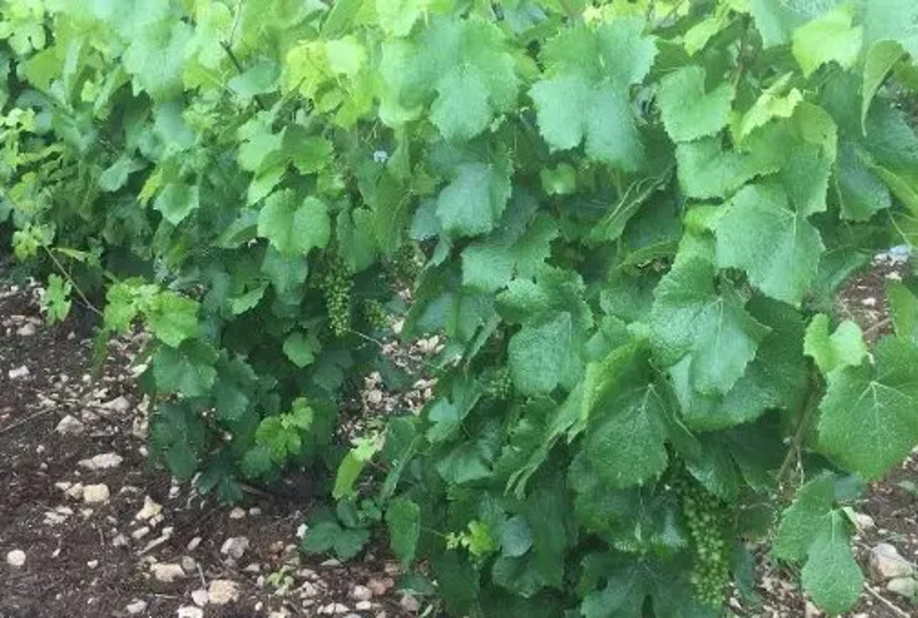 Photos 1 - Vineyard - Sell ​​Vine SILLERY Grand Cru