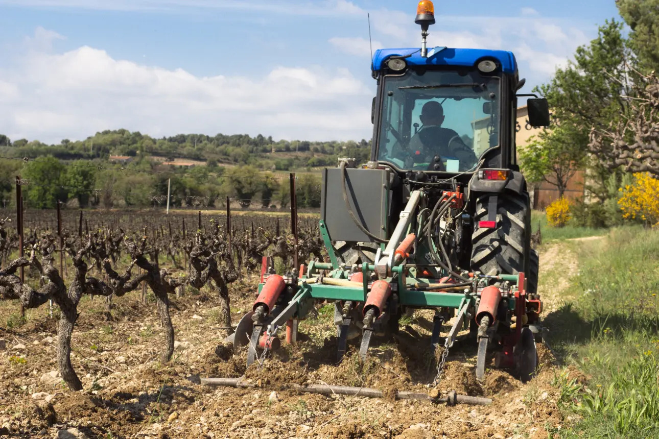 Photos 7 - Vineyard - SALE OF A WINE ESTATE