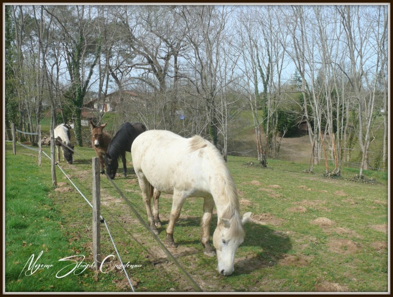 Photos 24 - Prestigious - Dpt Landes (40), for sale CAPBRETON Charming property in a quiet area.