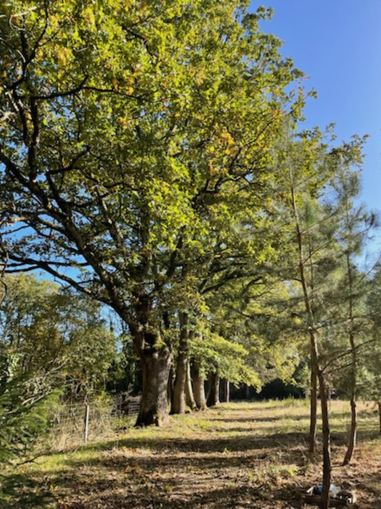 Photos 4 - Touristique - LONGERE AVEC PISCINE SUR 4.8HA