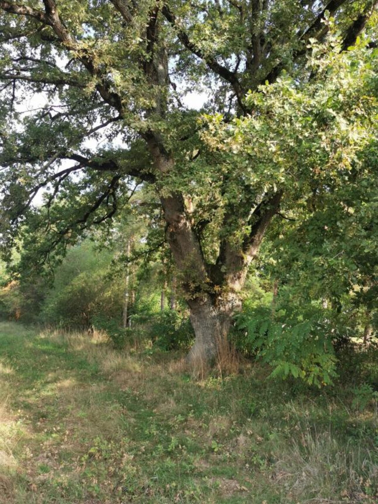 Photos 10 - Touristique - LONGERE AVEC PISCINE SUR 4.8HA