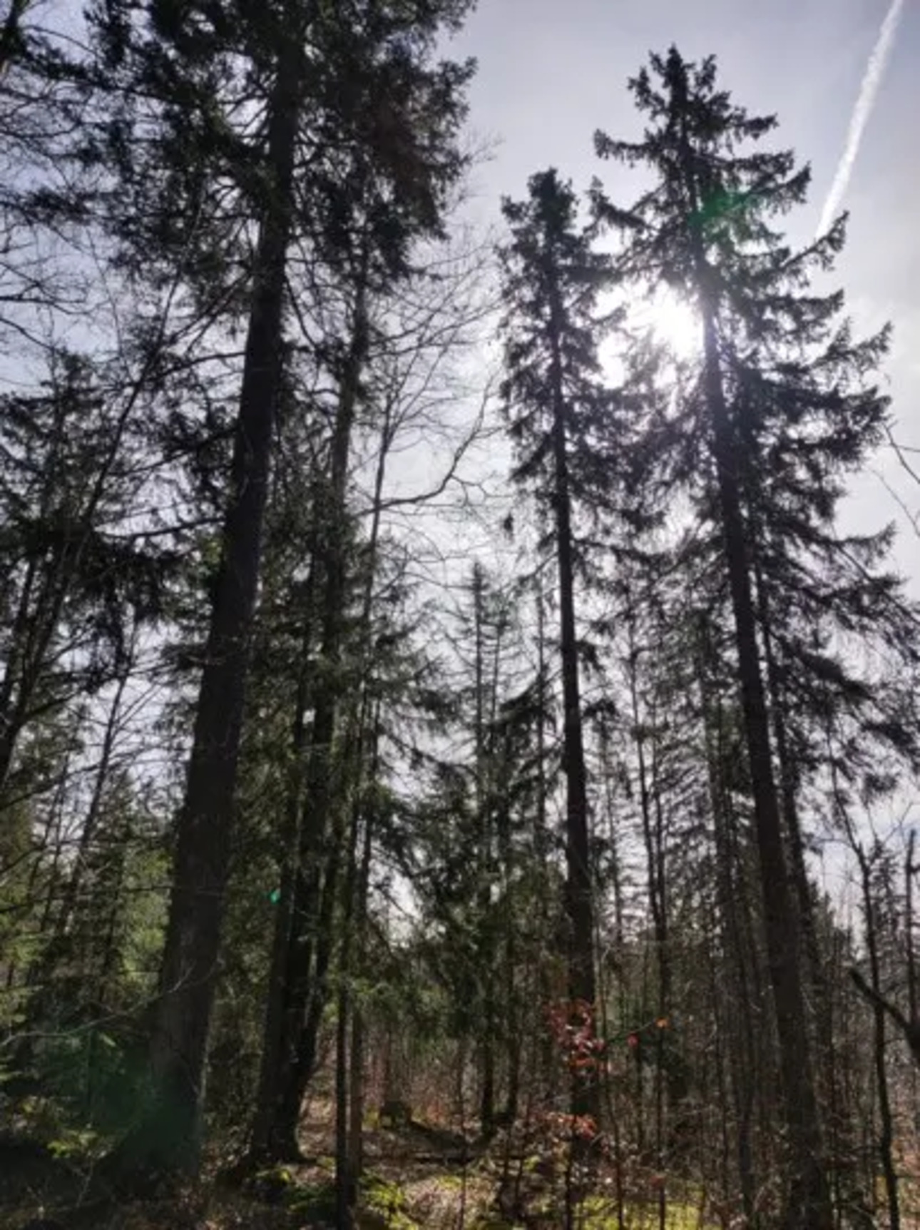 Photos 1 - Forest - Forêt d'altitude dans le Doubs - limite Jura