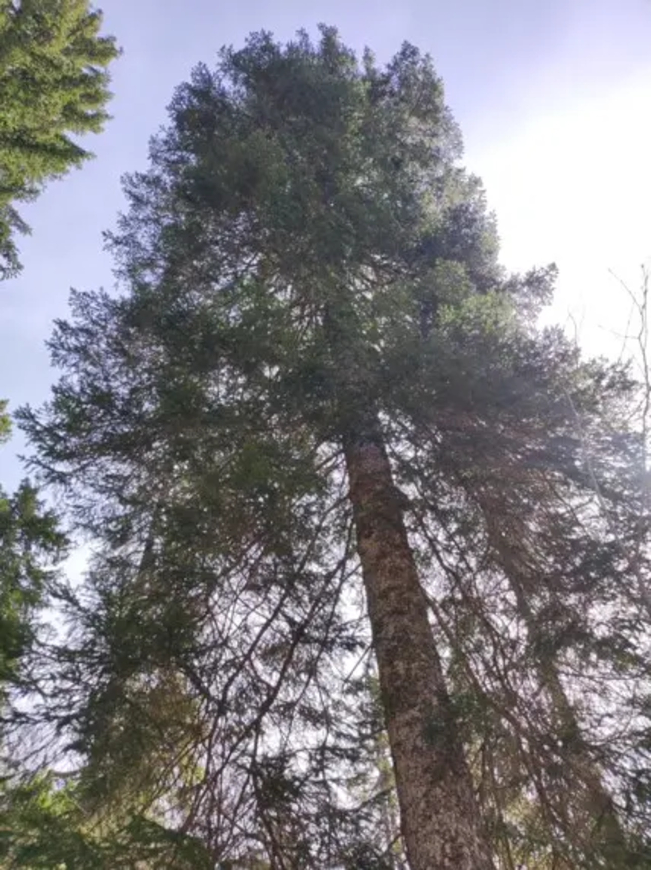 Photos 2 - Forestière - Forêt d'altitude dans le Doubs - limite Jura