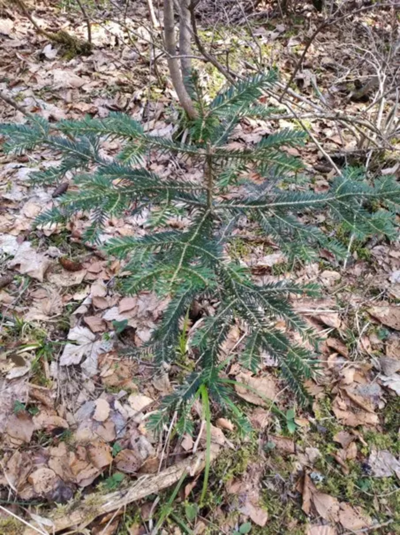 Photos 3 - Forest - Forêt d'altitude dans le Doubs - limite Jura