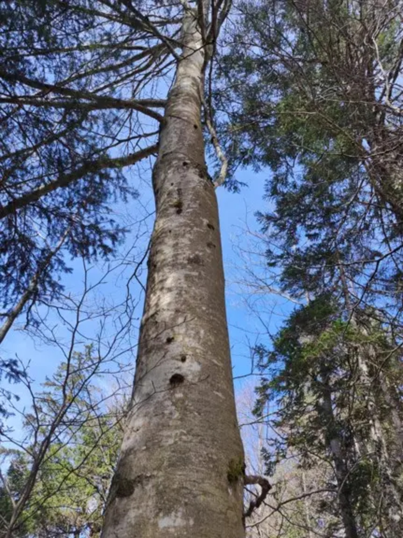 Photos 5 - Forest - Forêt d'altitude dans le Doubs - limite Jura