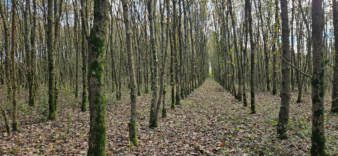 Photos 1 - Forestière - Jeune forêt de chêne de 9 ha dans le Maine-et-Loire