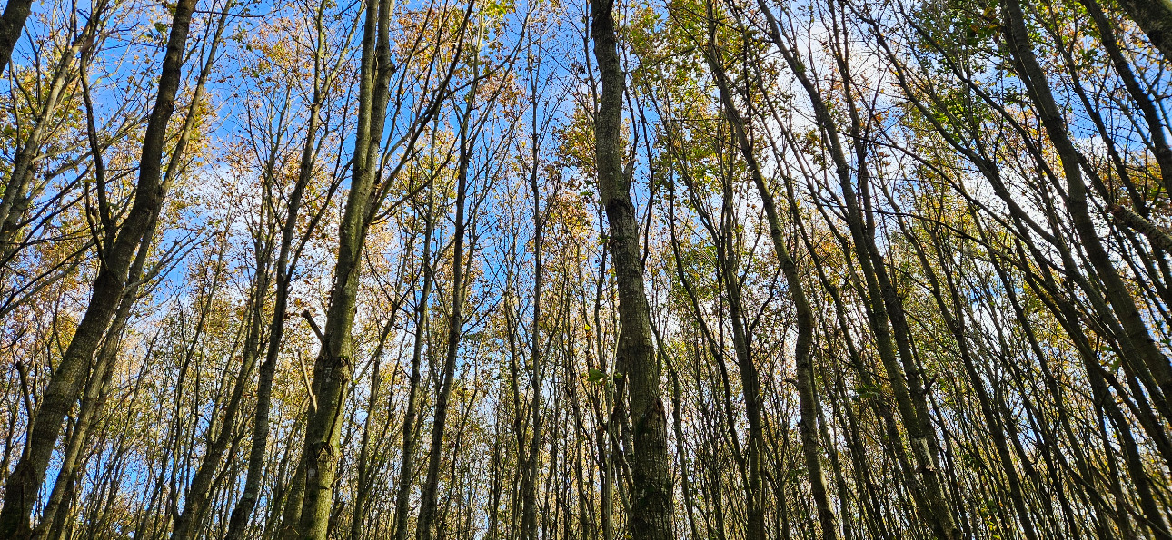 Photos 2 - Forestière - Jeune forêt de chêne de 9 ha dans le Maine-et-Loire