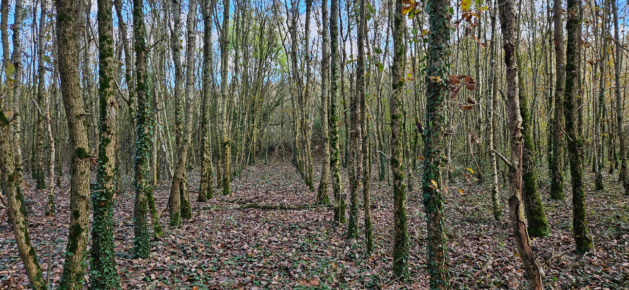 Photos 3 - Forestière - Jeune forêt de chêne de 9 ha dans le Maine-et-Loire