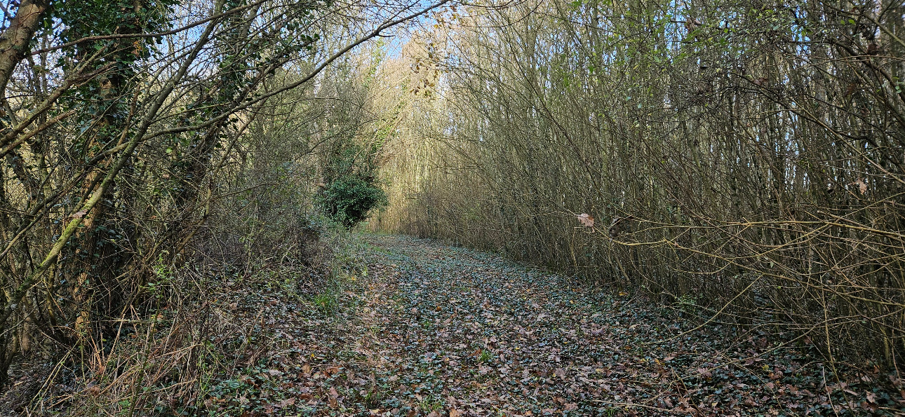 Photos 5 - Forest - Jeune forêt de chêne de 9 ha dans le Maine-et-Loire