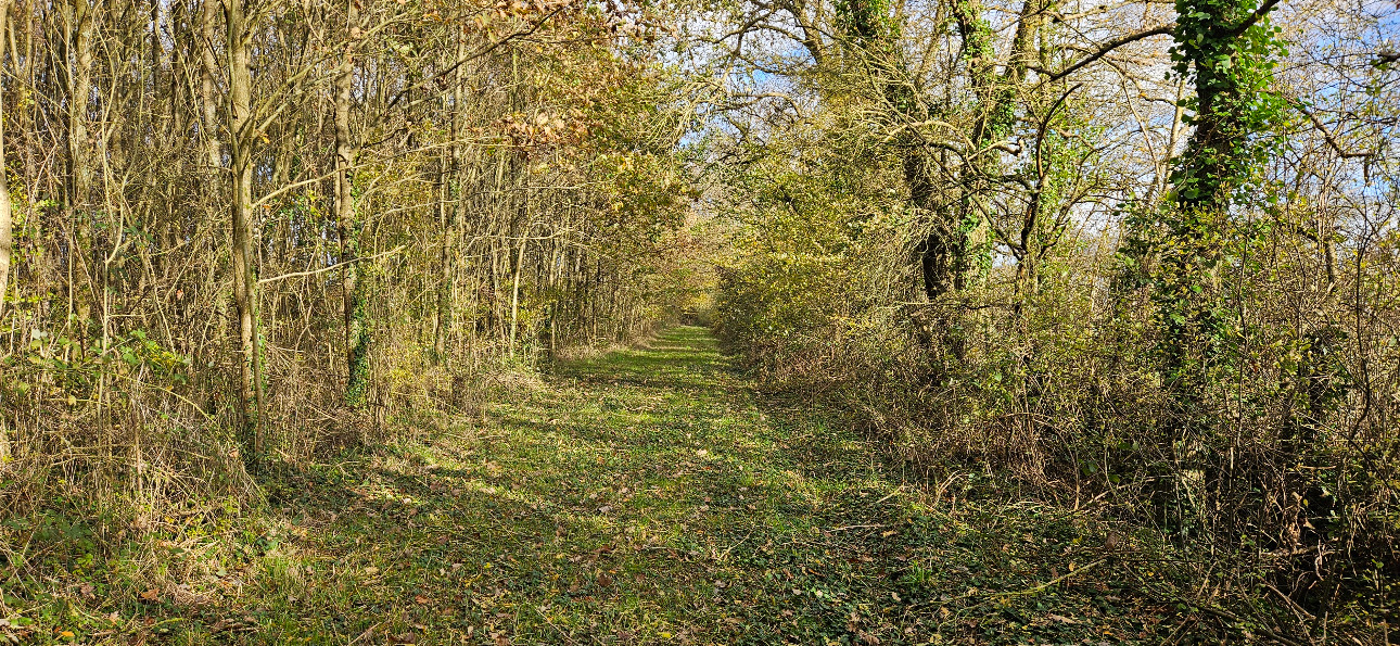 Photos 6 - Forest - Jeune forêt de chêne de 9 ha dans le Maine-et-Loire