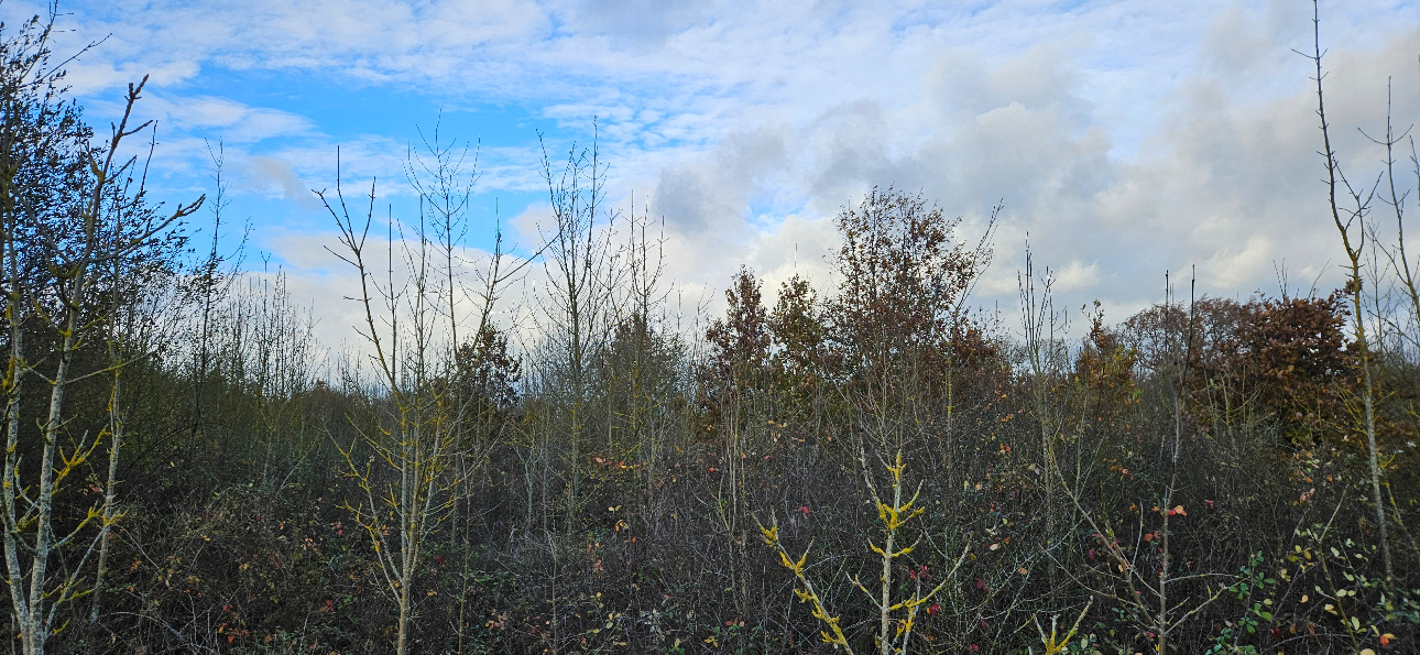 Photos 7 - Forest - Jeune forêt de chêne de 9 ha dans le Maine-et-Loire