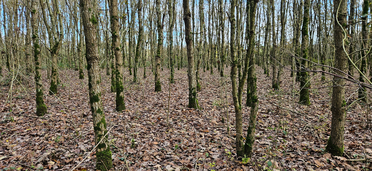 Photos 8 - Forestière - Jeune forêt de chêne de 9 ha dans le Maine-et-Loire