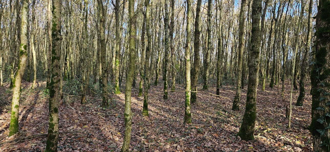 Photos 9 - Forestière - Jeune forêt de chêne de 9 ha dans le Maine-et-Loire