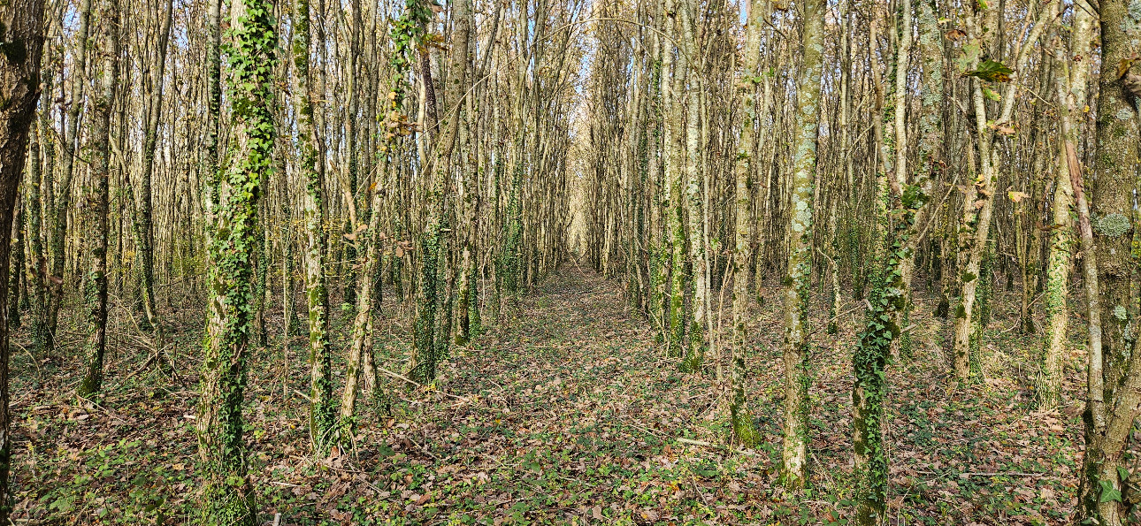 Photos 10 - Forestière - Jeune forêt de chêne de 9 ha dans le Maine-et-Loire