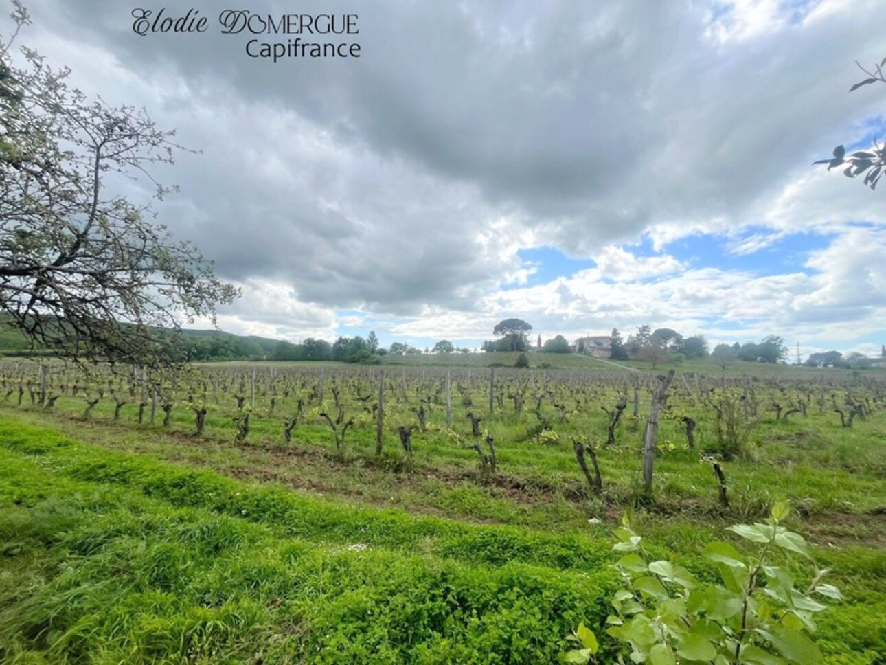 Photos 8 - Vineyard - Dpt Lot (46), à vendre PUY L'EVEQUE propriete T7, 5500m² de terrain + 6ha de vignes