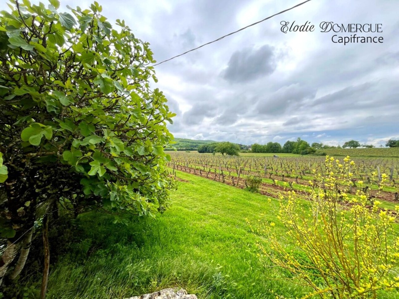 Photos 14 - Vineyard - Dpt Lot (46), à vendre PUY L'EVEQUE propriete T7, 5500m² de terrain + 6ha de vignes