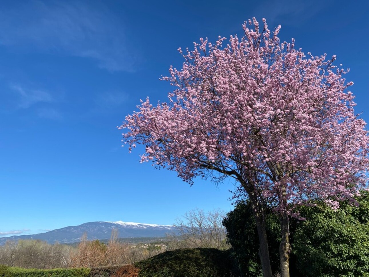 Photos 27 - Prestigious - Dpt Vaucluse (84), à vendre MAZAN propriété avec Mas de près de 300 m2, jardin paysagé, piscine et dépendances sur près de 14 500 m2