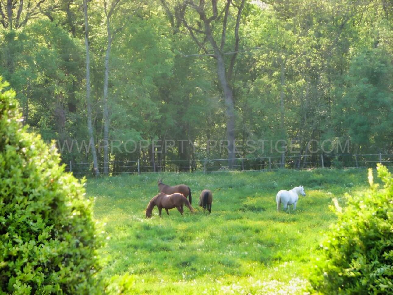 Photos 16 - Equestrian - LOT ET GARONNE CHATEAU XVème 8,5 HECTARES