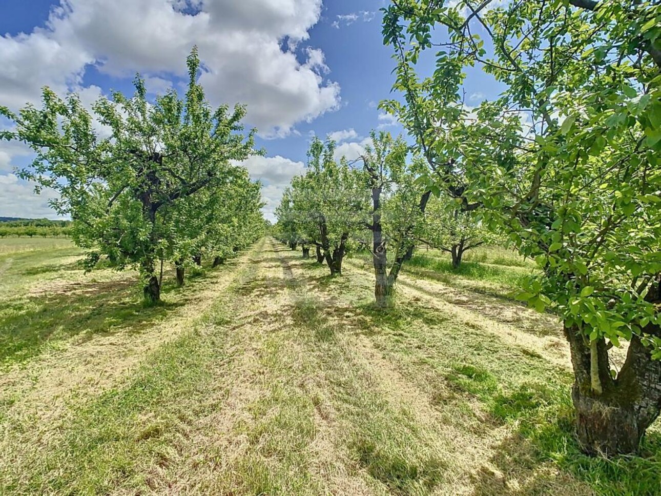 Photos 2 - Agricole - Propriété arboricole