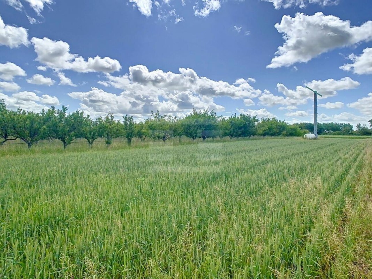 Photos 3 - Agricole - Propriété arboricole