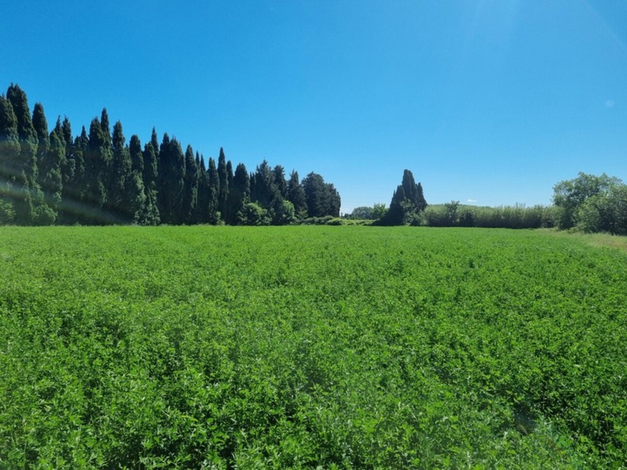 Photos 2 - Agricole - Dpt Bouches du Rhône (13), à vendre GRAVESON terrain