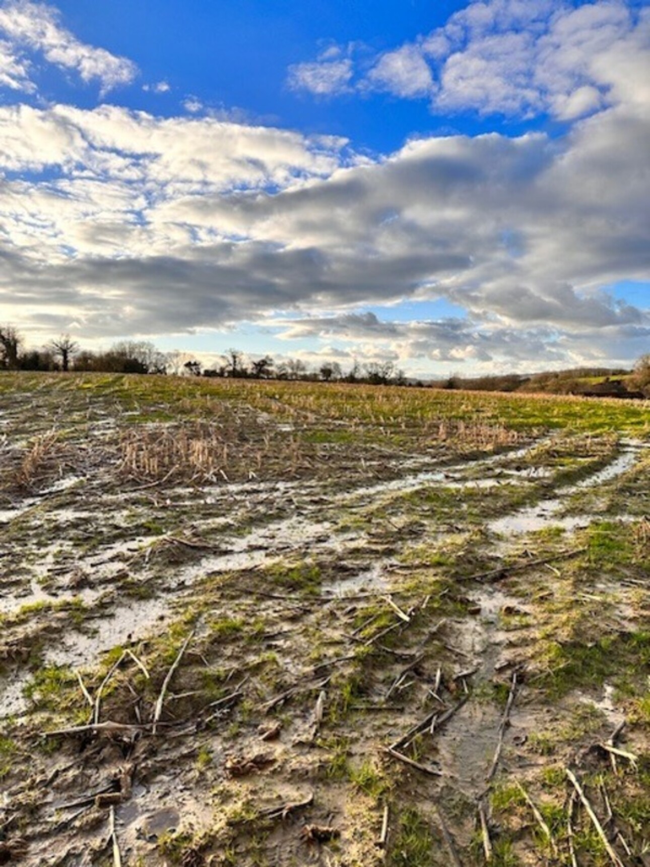 Photos 1 - Foncière - Dpt Manche (50), à vendre LA HAYE DU PUITS terrain