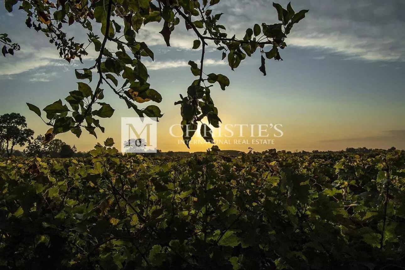 Photos 18 - Vineyard - For sale beautiful turnkey lifestyle passion vineyard estate on the banks of the Dordogne River clos