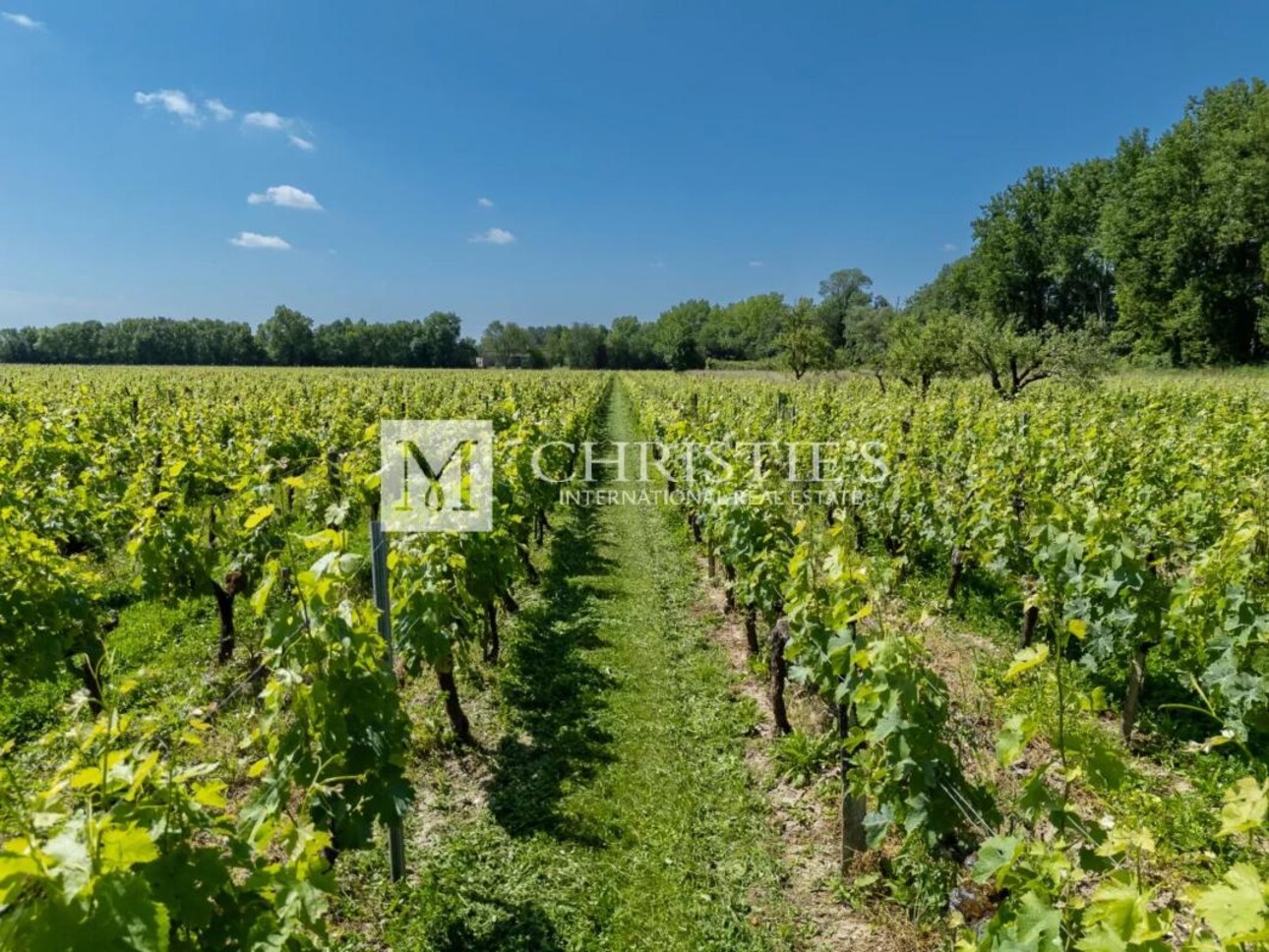 Photos 20 - Vineyard - For sale beautiful turnkey lifestyle passion vineyard estate on the banks of the Dordogne River clos