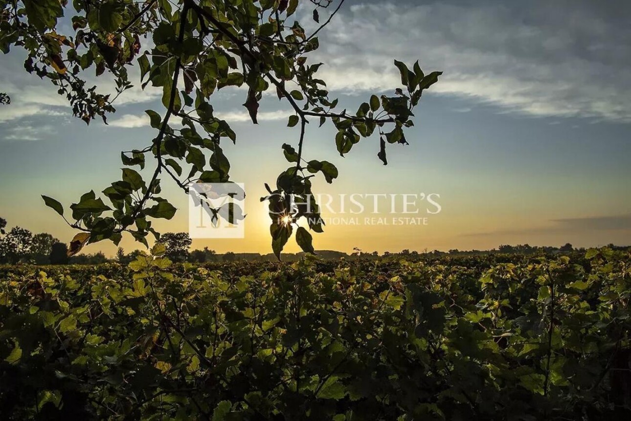 Photos 26 - Vineyard - For sale beautiful turnkey lifestyle passion vineyard estate on the banks of the Dordogne River clos