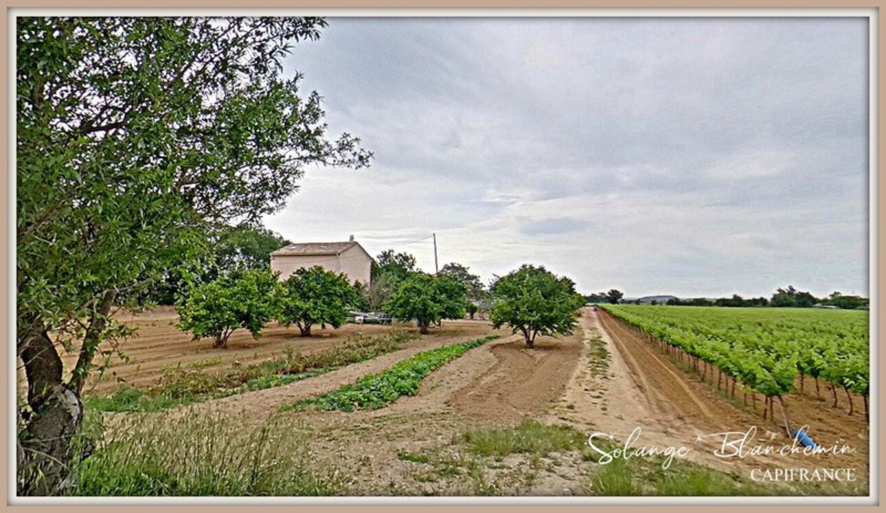 Photos 4 - Agricole - Dpt Hérault (34), à vendre CAZOULS LES BEZIERS propriété 7ha 2 maisons  - Terrain de 7,32 Ha- champs, vignes, terres maraichères