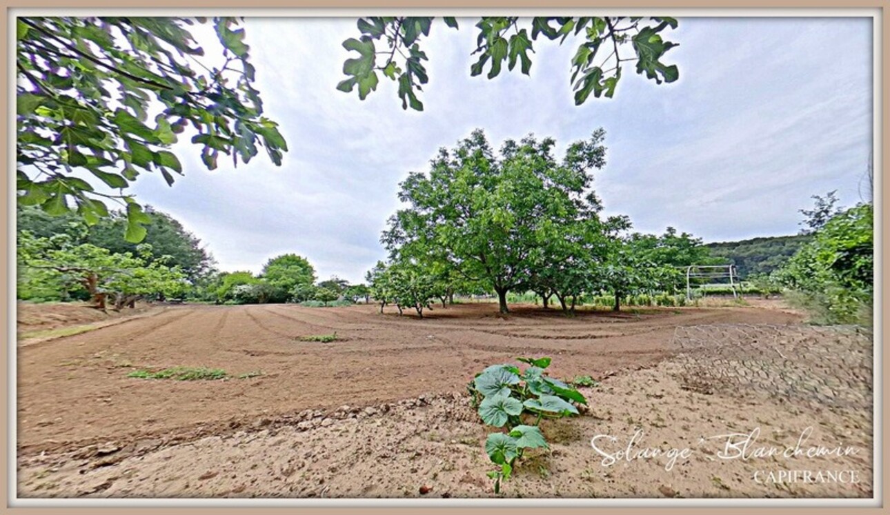 Photos 10 - Agricole - Dpt Hérault (34), à vendre CAZOULS LES BEZIERS propriété 7ha 2 maisons  - Terrain de 7,32 Ha- champs, vignes, terres maraichères