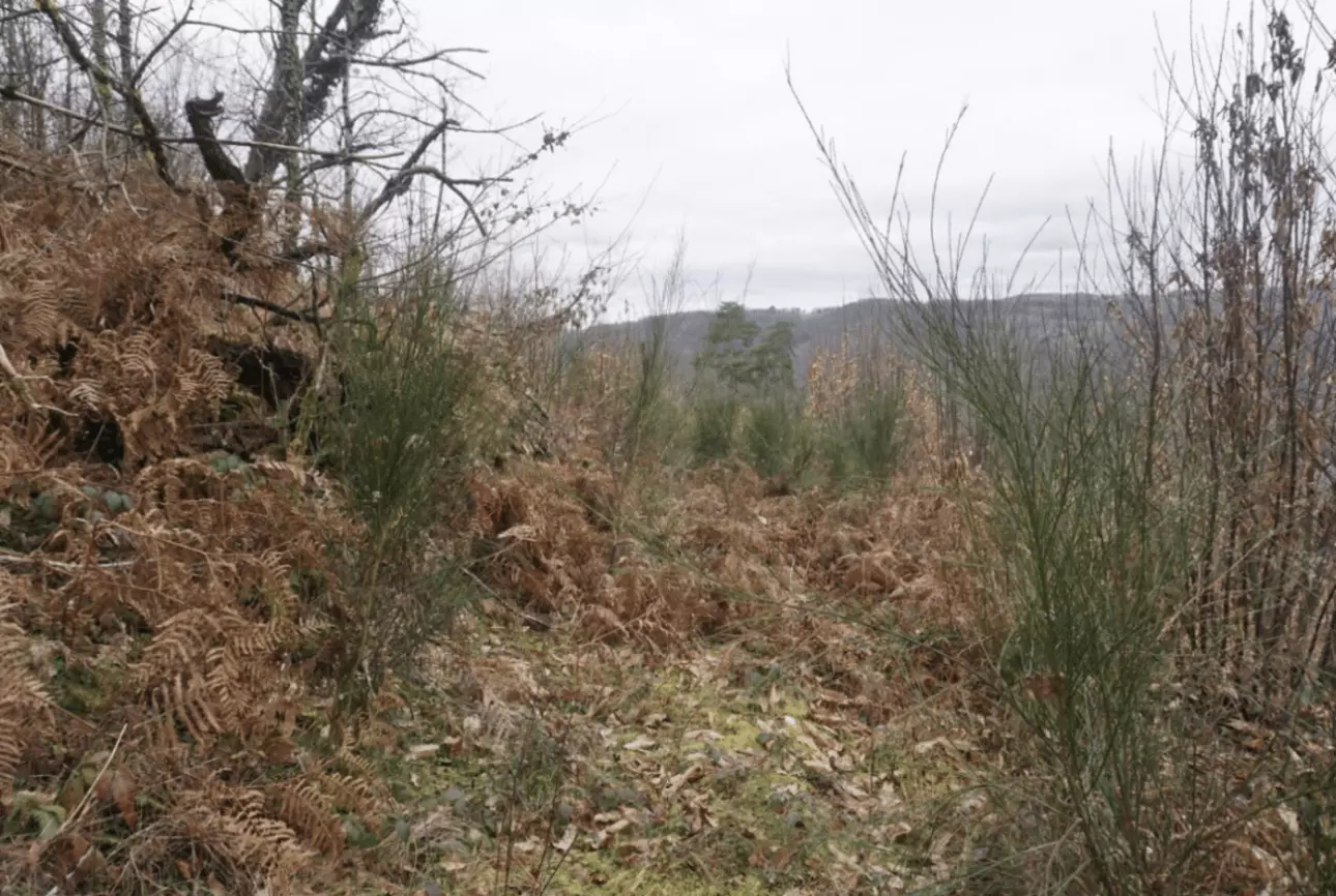 Photos 2 - Forestière - Forêt de feuillus de 7 hectares au cœur de la vallée de la Dordogne