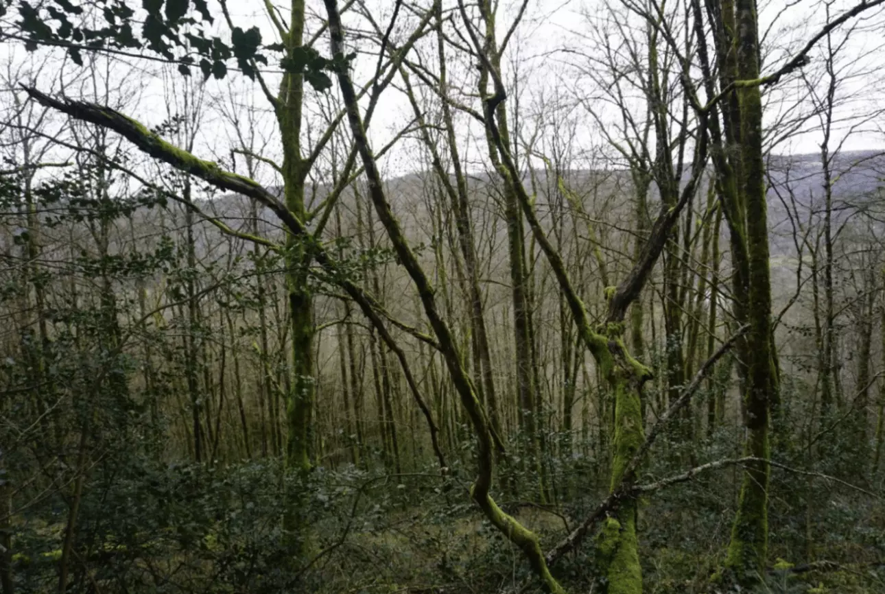 Photos 3 - Forestière - Forêt de feuillus de 7 hectares au cœur de la vallée de la Dordogne