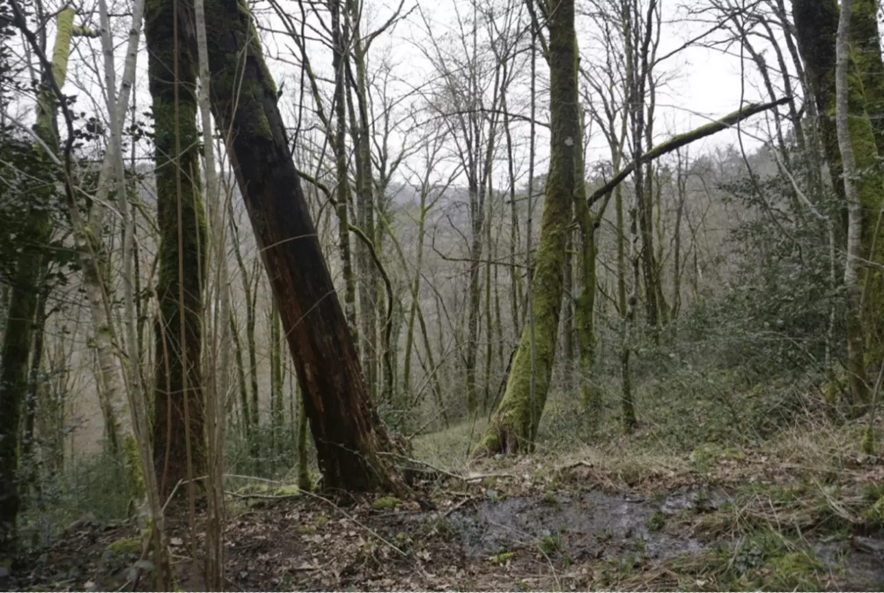 Photos 4 - Forest - Forêt de feuillus de 7 hectares au cœur de la vallée de la Dordogne