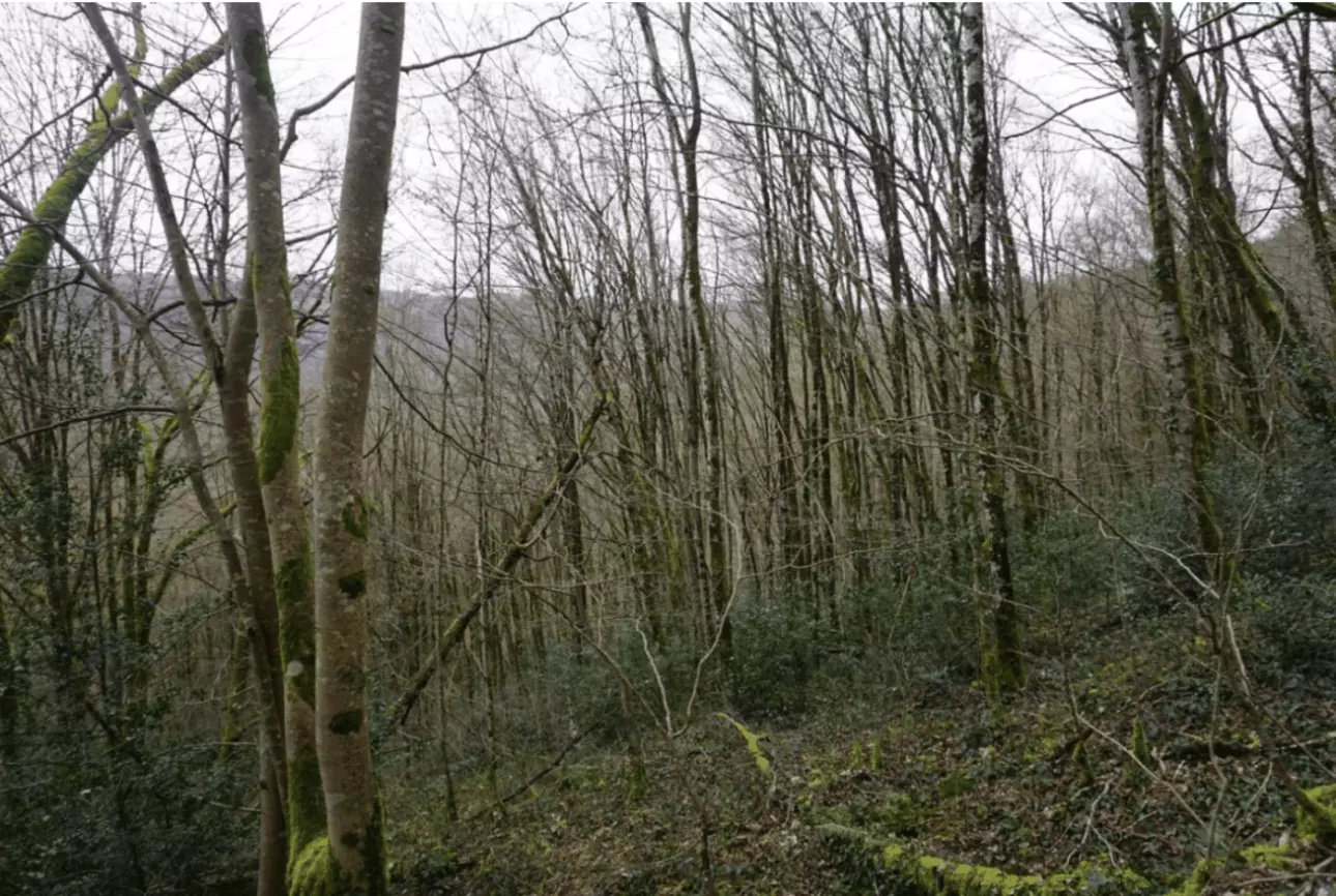 Photos 5 - Forest - Forêt de feuillus de 7 hectares au cœur de la vallée de la Dordogne