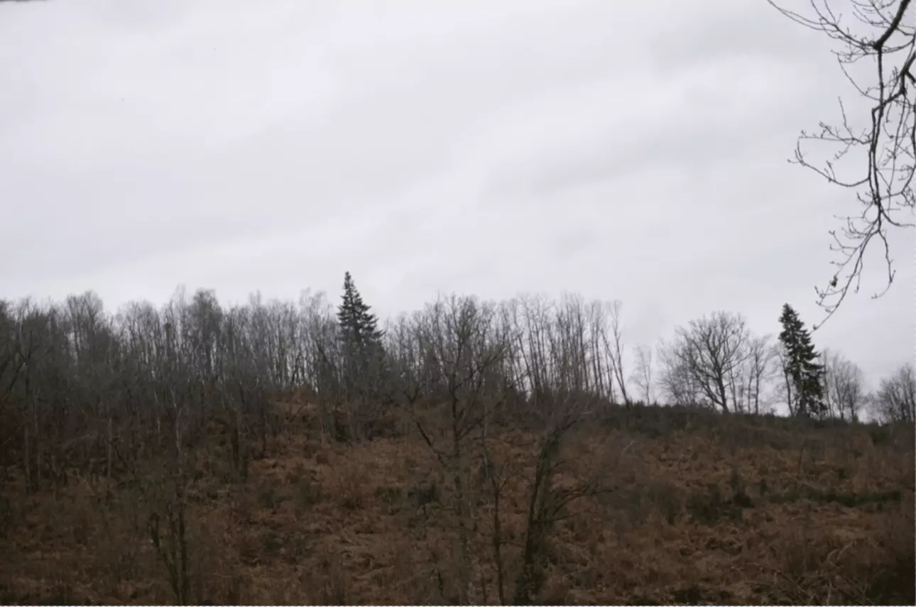 Photos 6 - Forestière - Forêt de feuillus de 7 hectares au cœur de la vallée de la Dordogne