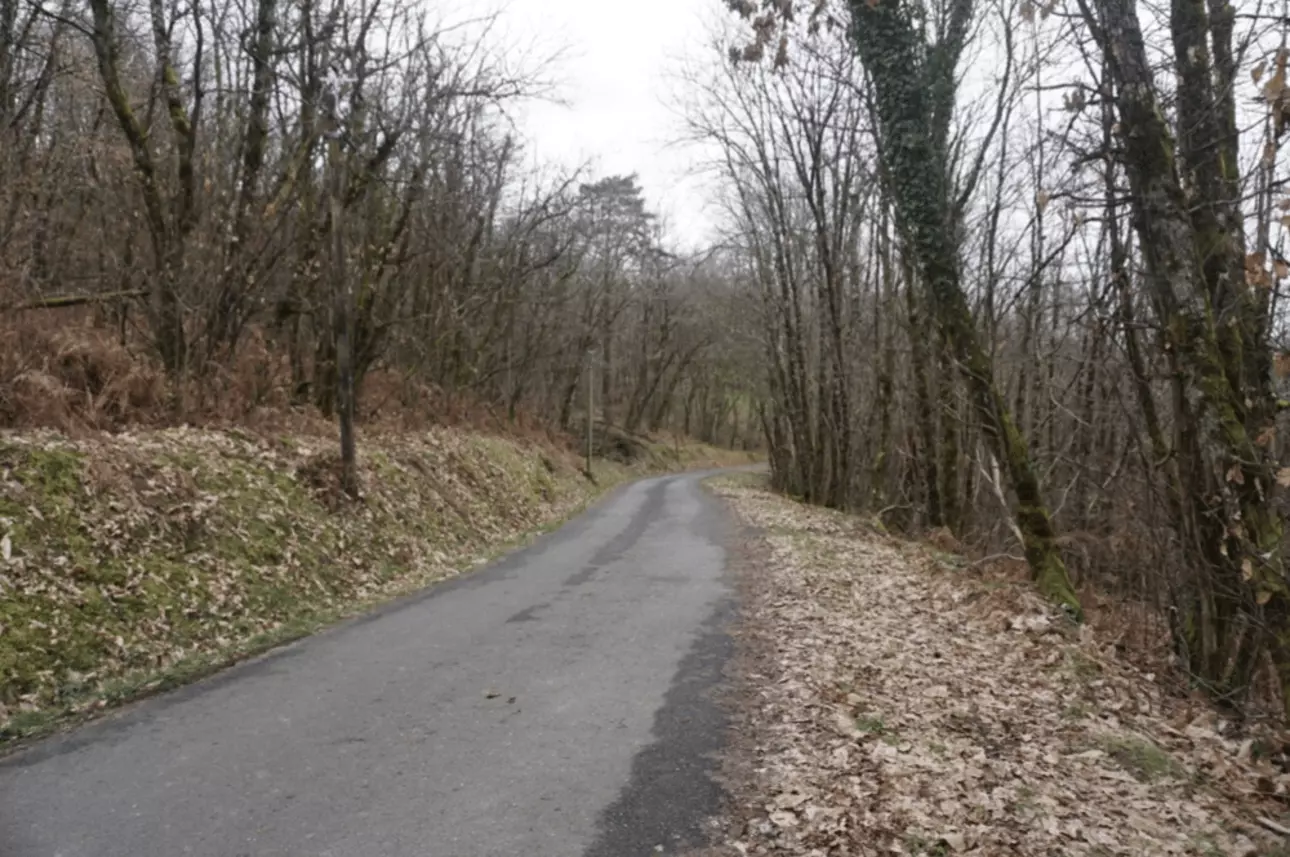 Photos 8 - Forestière - Forêt de feuillus de 7 hectares au cœur de la vallée de la Dordogne