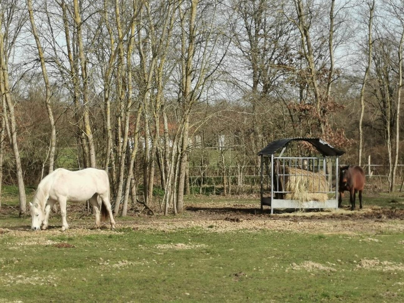 Photos 3 - Équestre - PROPRIÉTÉ SUR 2.6HA AVEC LONGÉRE