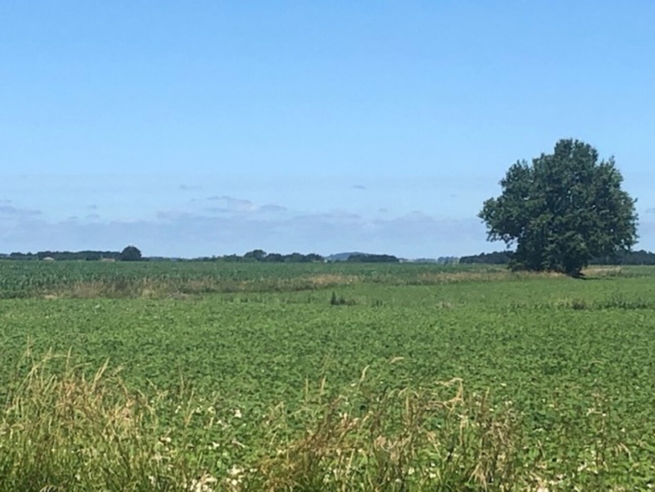 Photos 4 - Agricole - Dpt Gers (32), à vendre PLAISANCE et RISCLE proche, authentique PROPRIETE RURALE, ancienne ferme,  sur 3ha bio  AVEC geothermie, ancien chais