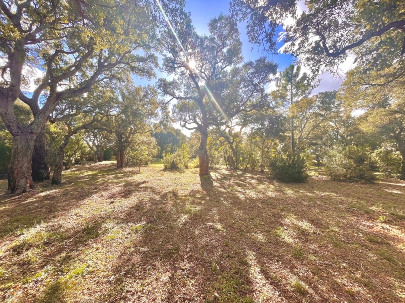 Photos 3 - Land - À Vendre ZONZA - Baie de St-Cyprien - Terrain Agricole de 16 640m2