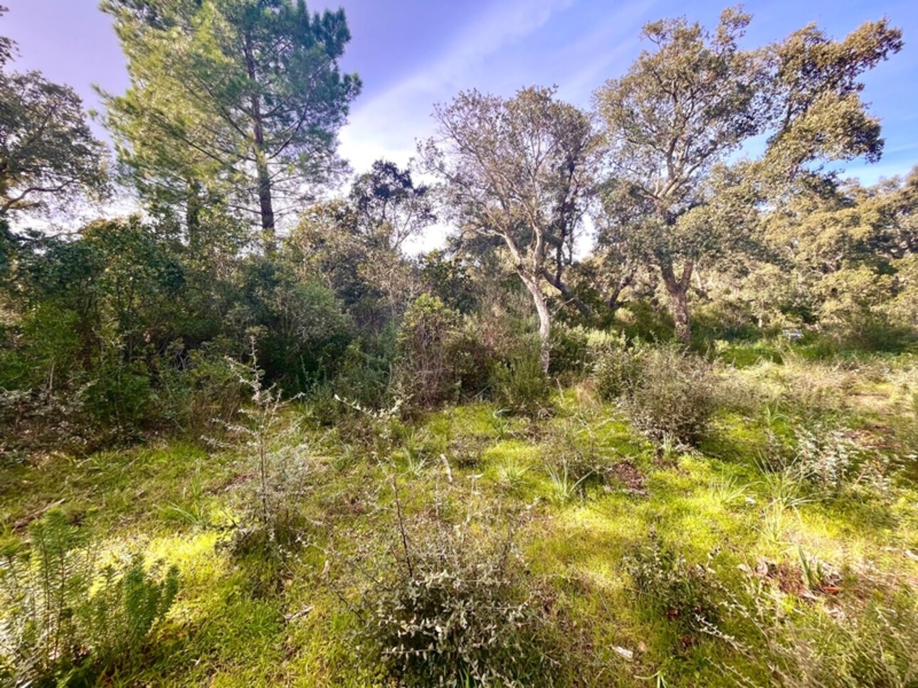 Photos 4 - Land - À Vendre ZONZA - Baie de St-Cyprien - Terrain Agricole de 16 640m2